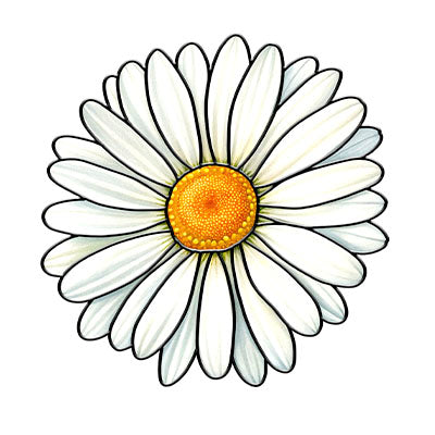 Handcrafted Acrylic Hanging Suncatcher – 12 Birth Flowers to Match Each Month, Ideal Mother's Day or Birthday Gift (H-Sun-03)